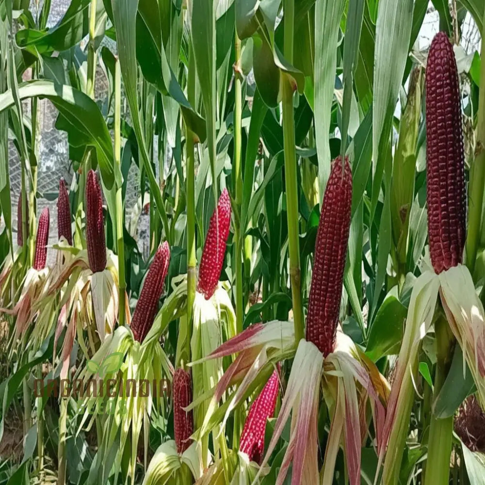 Premium Red Corn Seeds Ideal For Vibrant Thriving Gardens For Planting Squash And Gourds