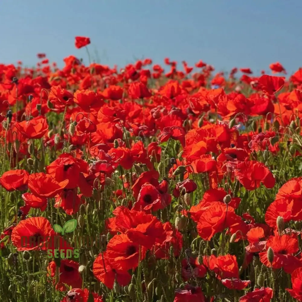 Premium Red Flanders Poppy Flower Seeds For Vibrant Blooms | Gardening Essentials Stunning Floral