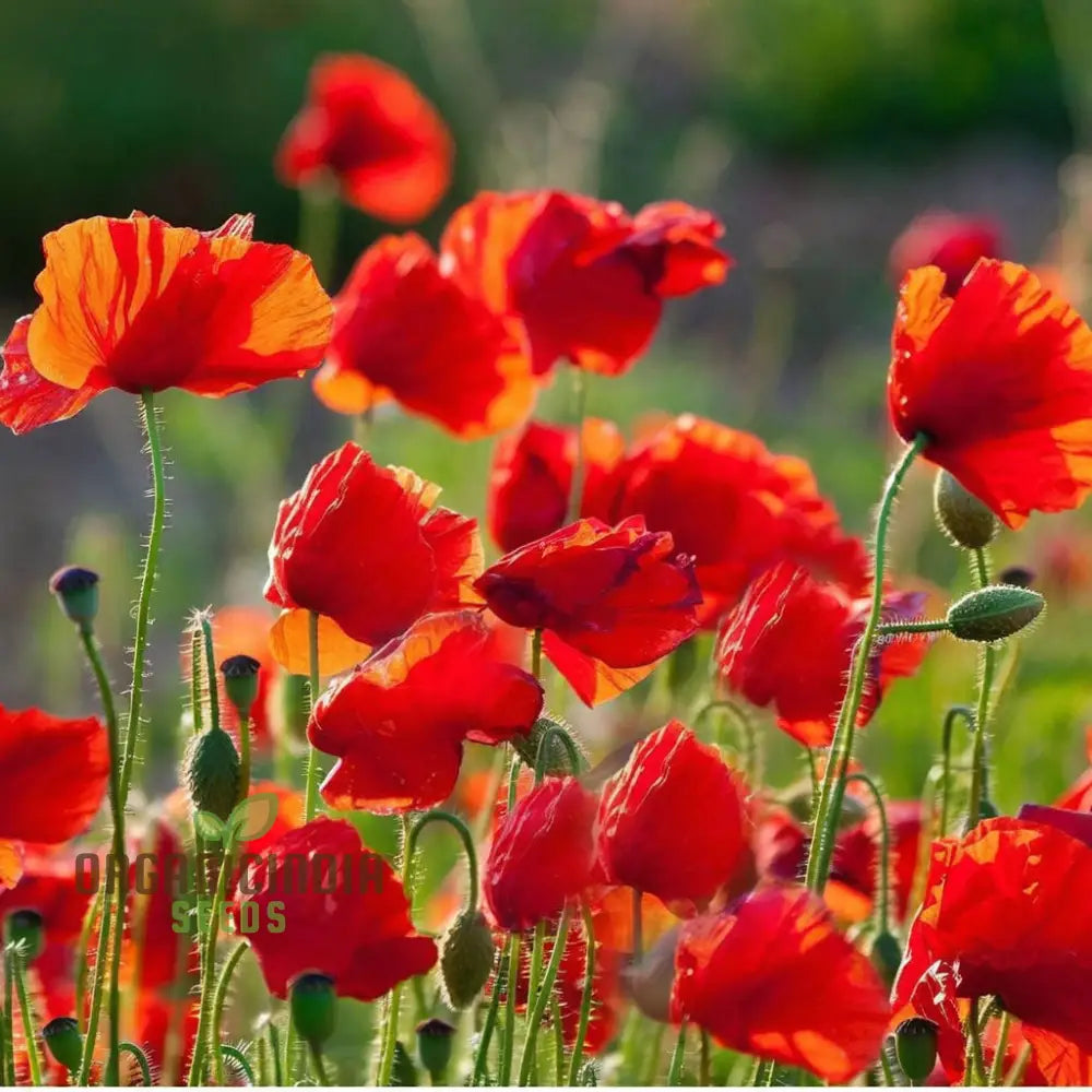 Premium Red Flanders Poppy Flower Seeds For Vibrant Blooms | Gardening Essentials Stunning Floral