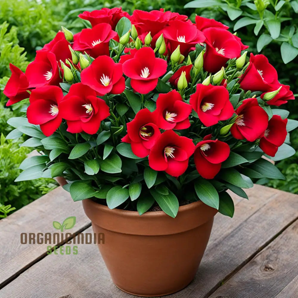 Premium Red Lisianthus Flower Seeds: Blossom Your Garden With Vibrant Beauty Annuals