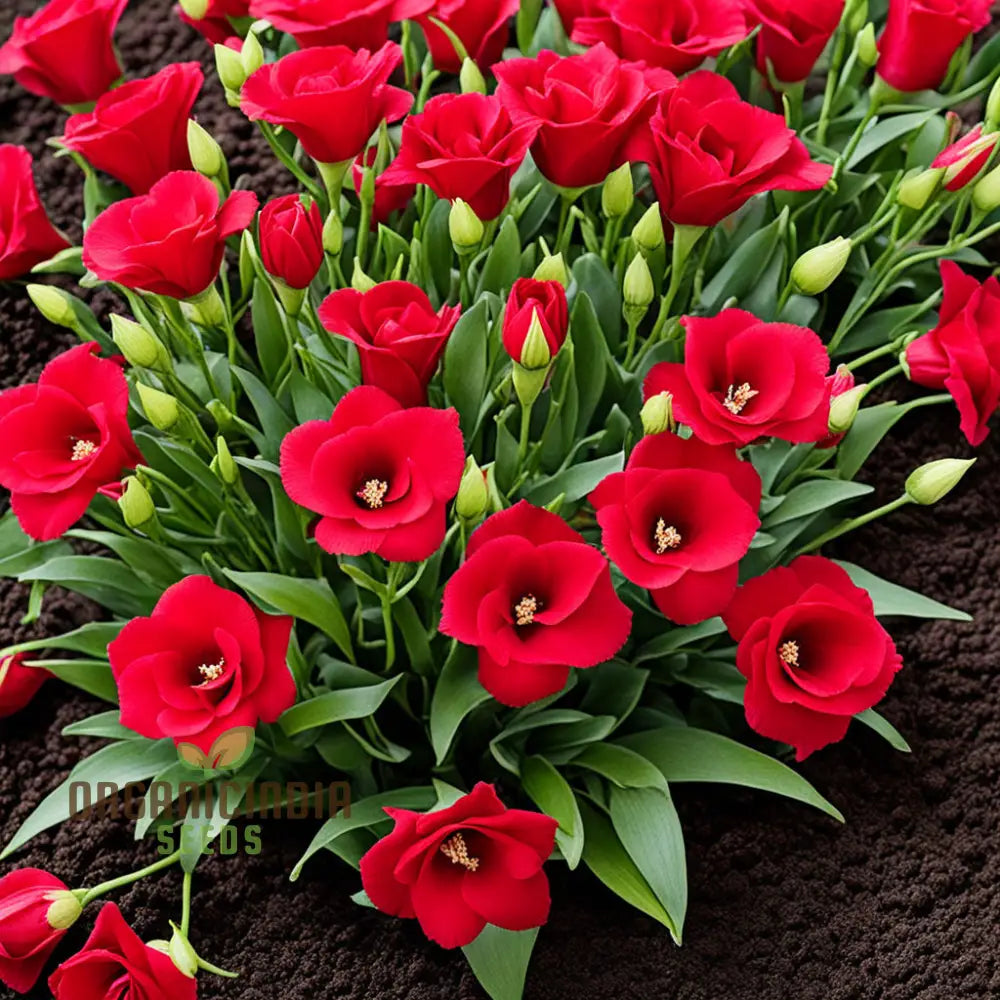 Premium Red Lisianthus Flower Seeds: Blossom Your Garden With Vibrant Beauty Annuals