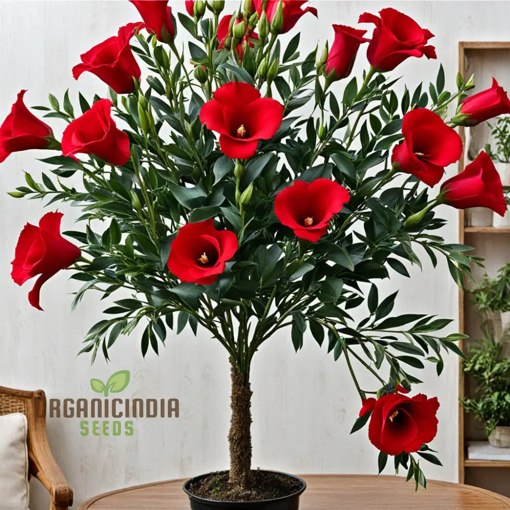 Premium Red Lisianthus Flower Seeds: Blossom Your Garden With Vibrant Beauty Annuals