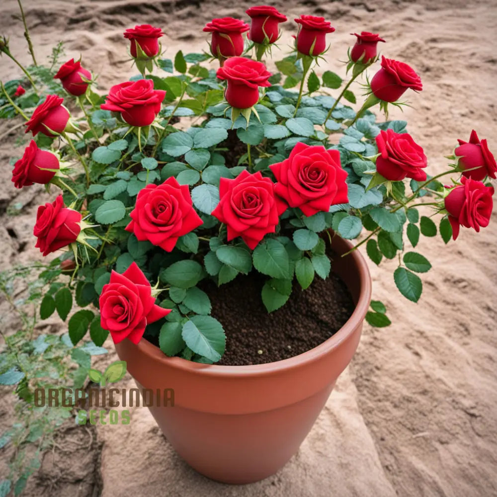 Premium Red Rose Flower Seeds - Grow Your Own Stunning Roses At Home With These High-Quality For