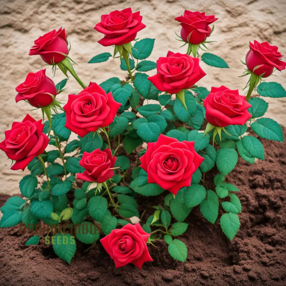 Premium Red Rose Flower Seeds - Grow Your Own Stunning Roses At Home With These High-Quality For