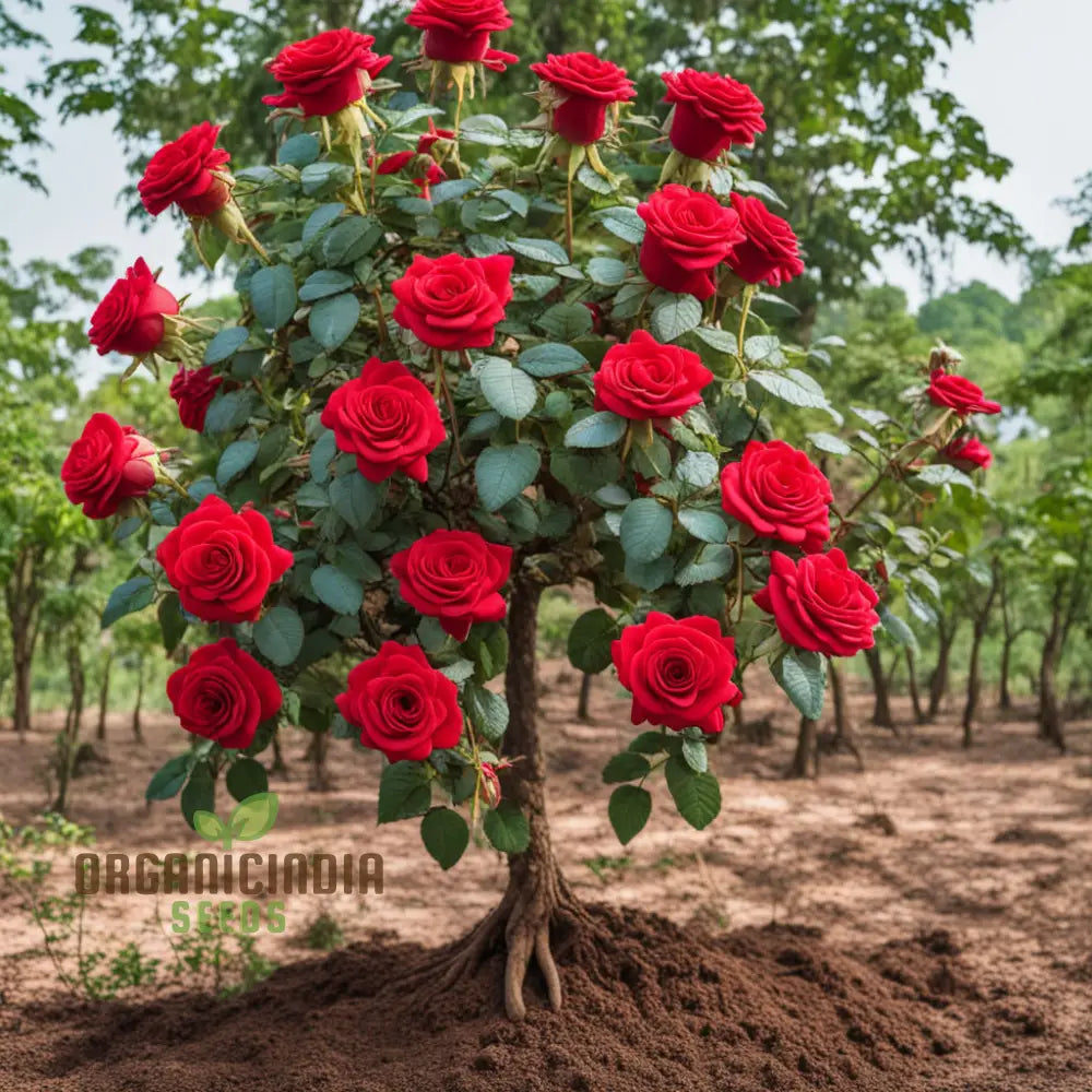 Premium Red Rose Flower Seeds - Grow Your Own Stunning Roses At Home With These High-Quality For