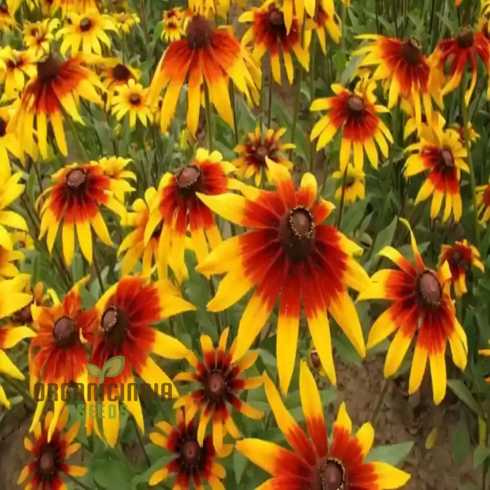 Premium Rudbeckia Hirta Flower Seeds For Gardening Enthusiasts - High-Quality Vibrant And Hardy