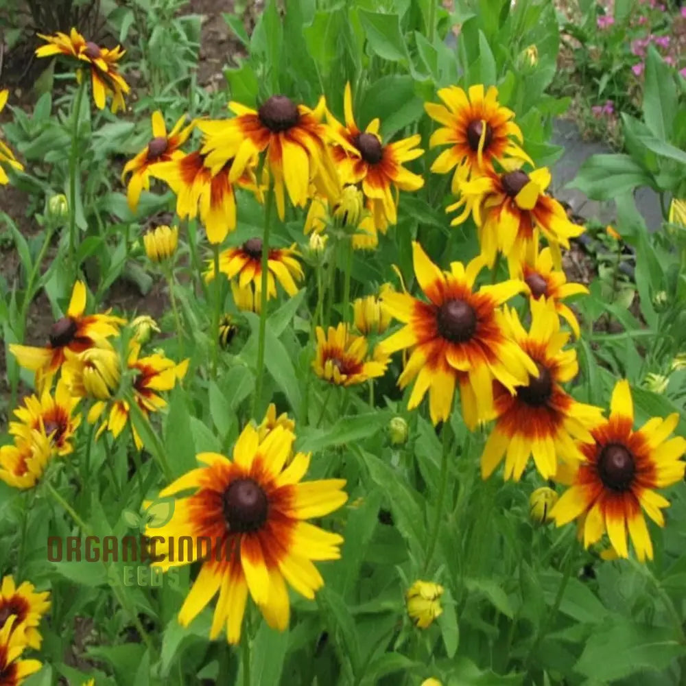 Premium Rudbeckia Hirta Flower Seeds For Gardening Enthusiasts - High-Quality Vibrant And Hardy