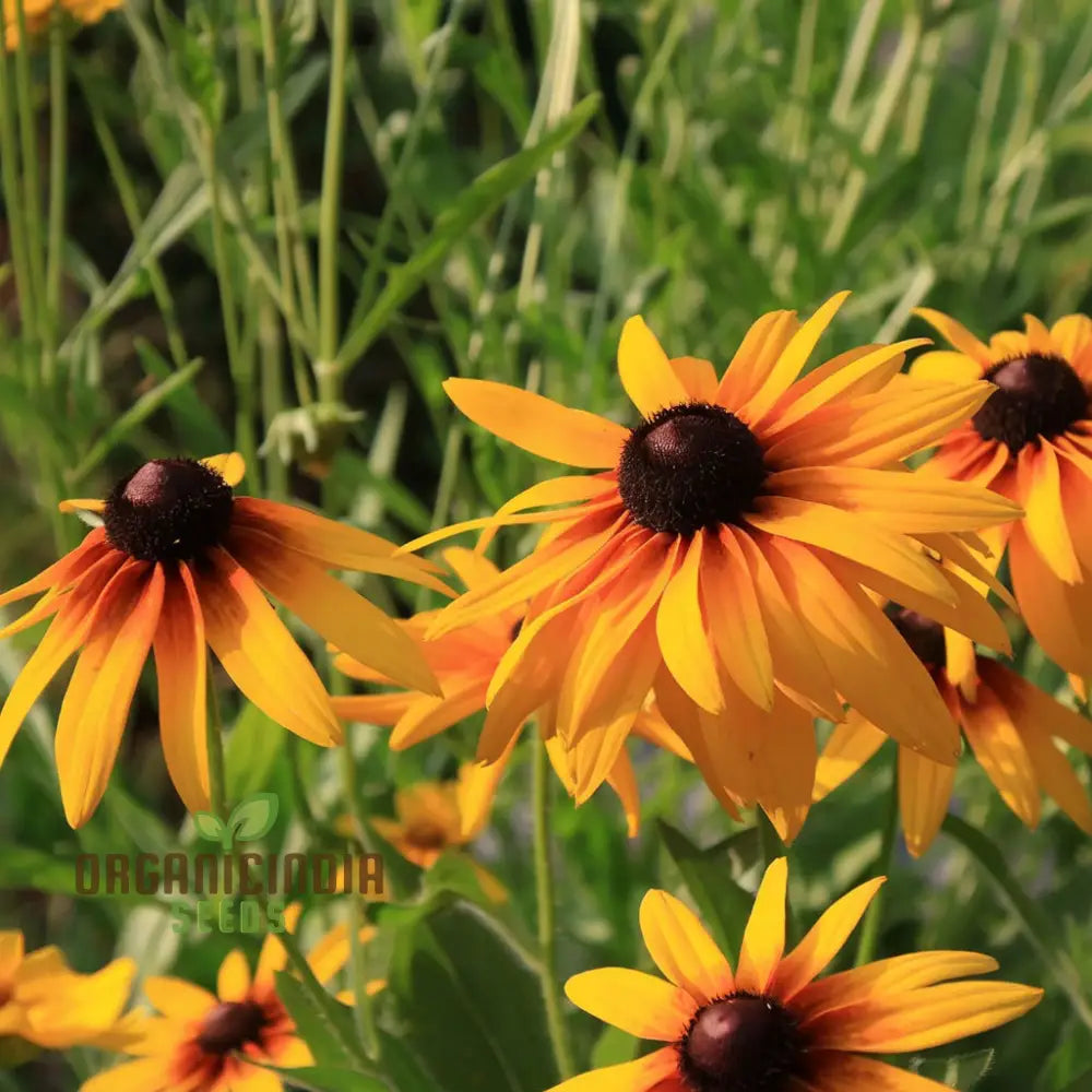 Premium Rudbeckia Hirta Flower Seeds For Gardening Enthusiasts - High-Quality Vibrant And Hardy