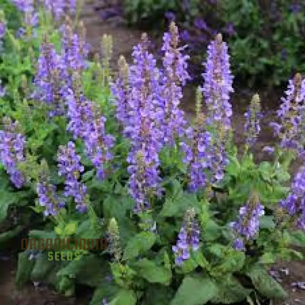 Premium Salvia Maroccana Seeds For Gardening Enthusiasts | High-Quality Garden Beautiful Blooms And