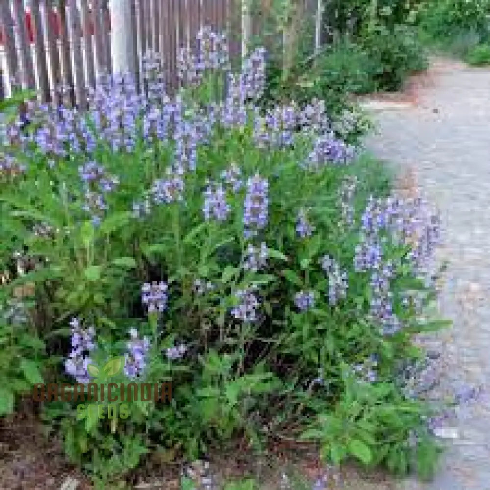 Premium Salvia Maroccana Seeds For Gardening Enthusiasts | High-Quality Garden Beautiful Blooms And