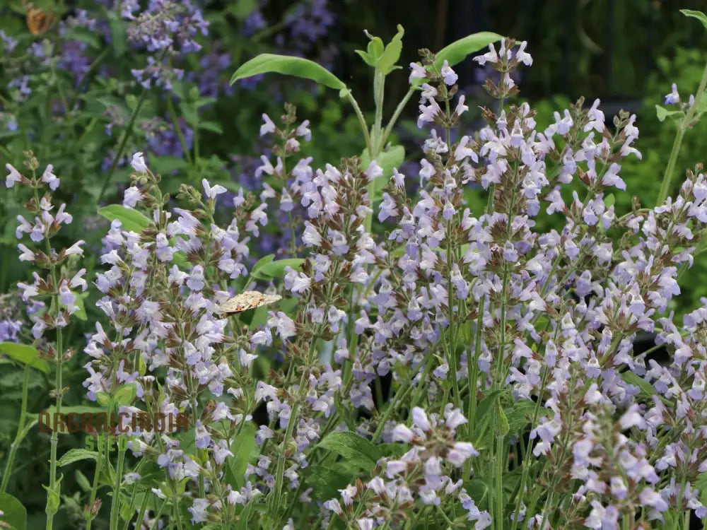 Premium Salvia Maroccana Seeds For Gardening Enthusiasts | High-Quality Garden Beautiful Blooms And