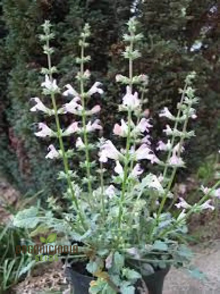 Premium Salvia Maroccana Seeds For Gardening Enthusiasts | High-Quality Garden Beautiful Blooms And