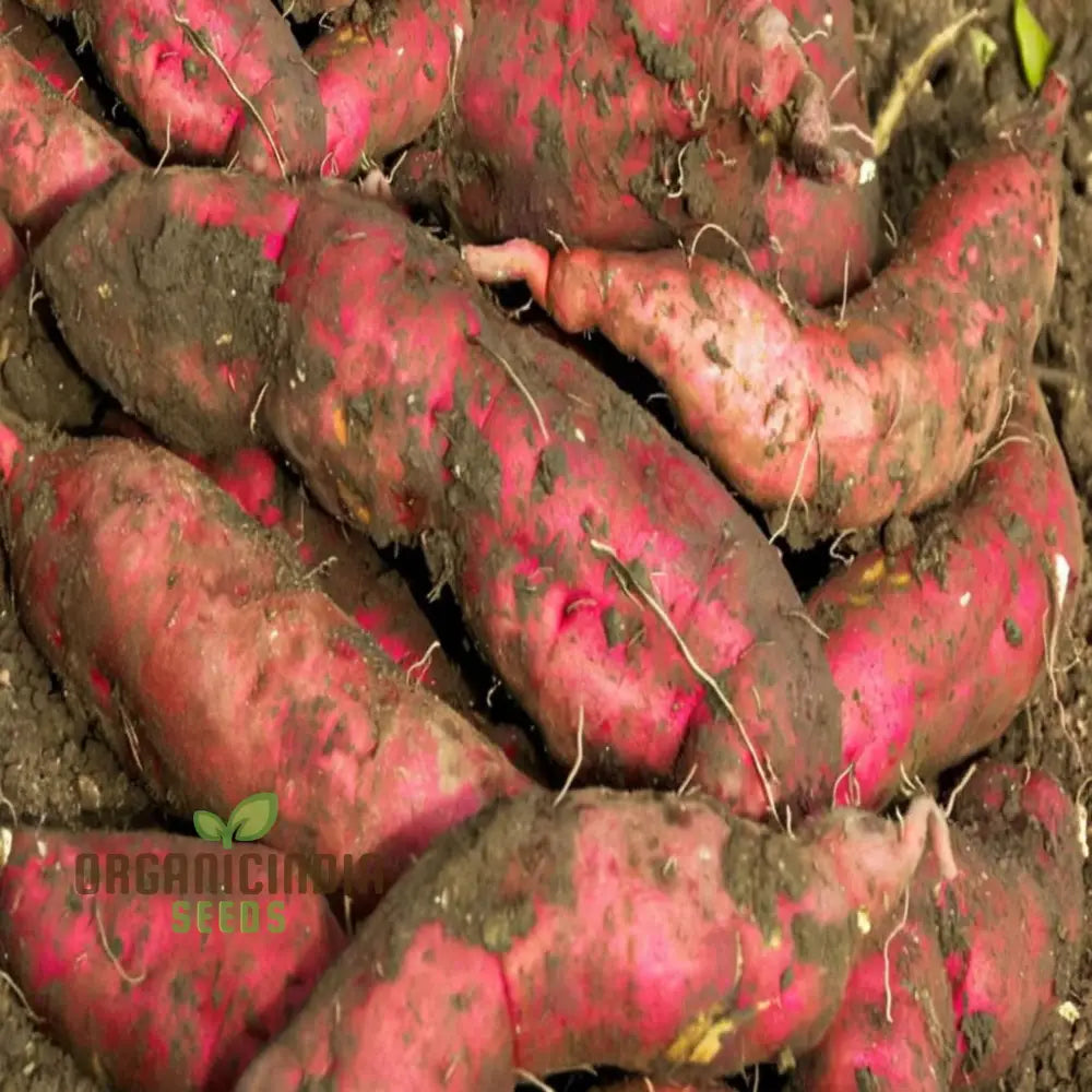 Premium Sweet Potato Seeds For A Thriving Harvest For Planting Outdoors Root Vegetables