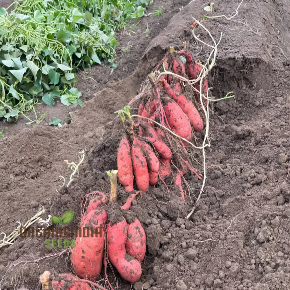 Premium Sweet Potato Seeds For A Thriving Harvest For Planting Outdoors Root Vegetables