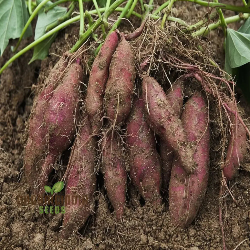 Premium Sweet Potato Seeds For A Thriving Harvest For Planting Outdoors Root Vegetables