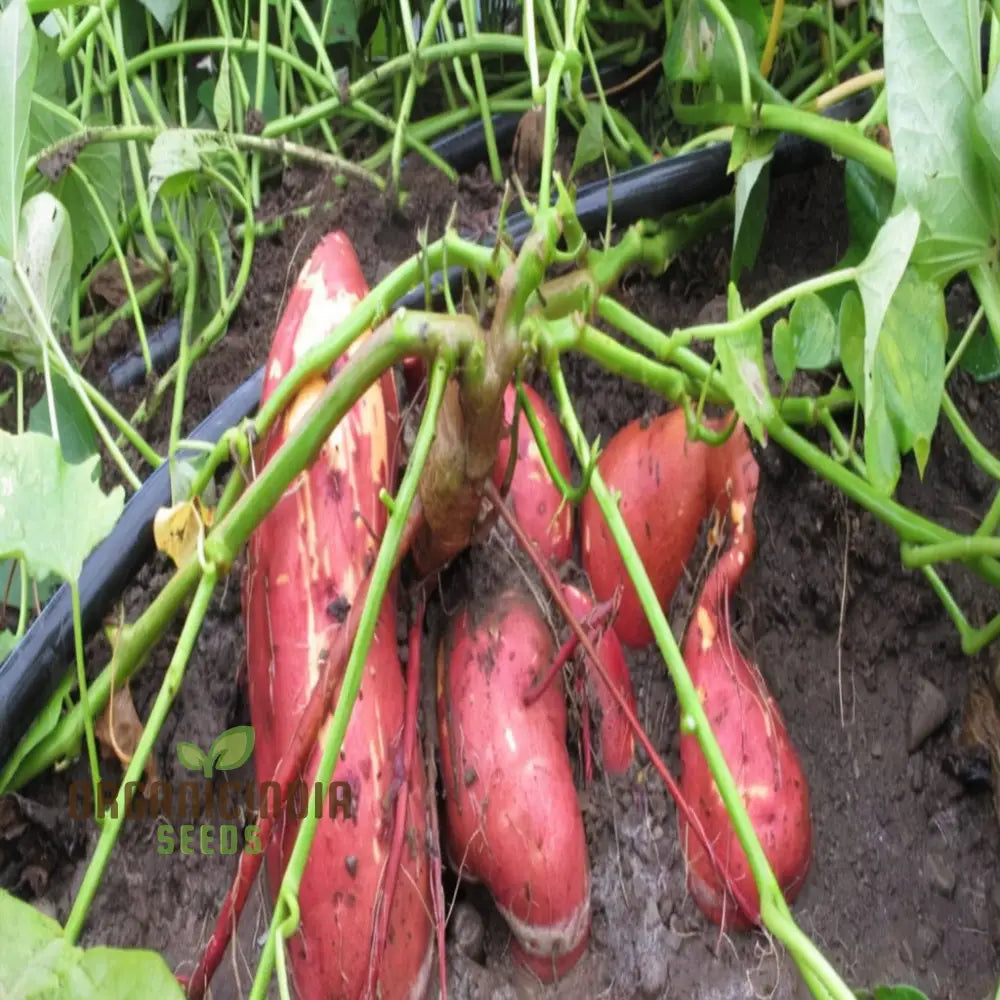 Premium Sweet Potato Seeds For A Thriving Harvest For Planting Outdoors Root Vegetables