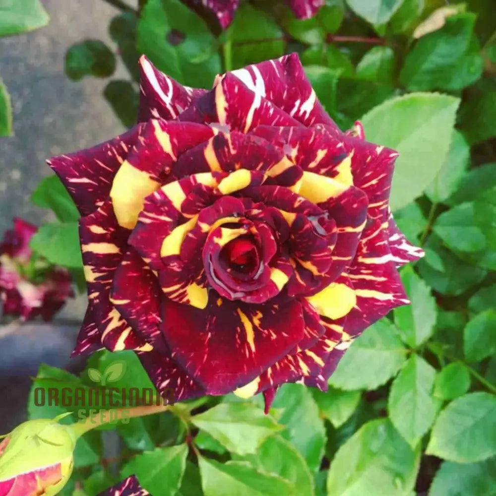 Premium Tiger Stripes Rose Flower Seeds For Lush Vibrant Gardens Unique Striped Home Gardeners Seeds