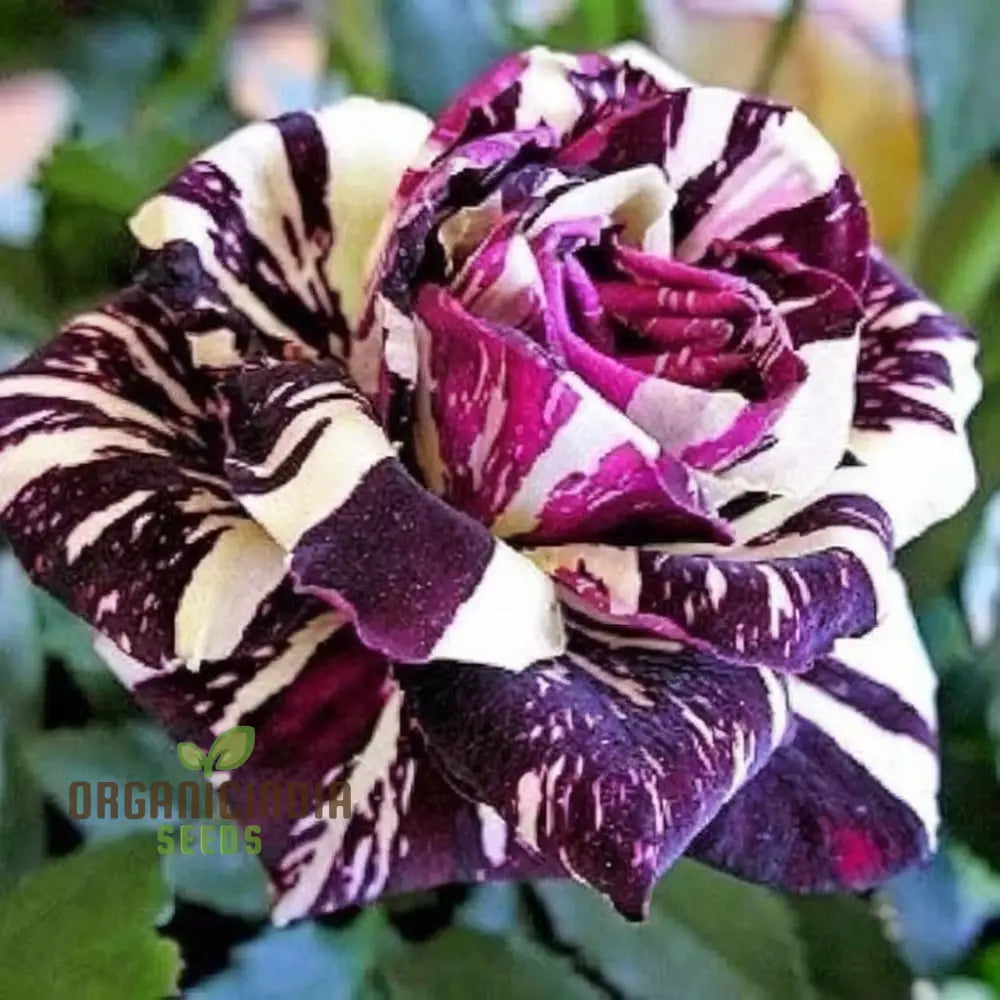 Premium Tiger Stripes Rose Flower Seeds For Lush Vibrant Gardens Unique Striped Home Gardeners Seeds