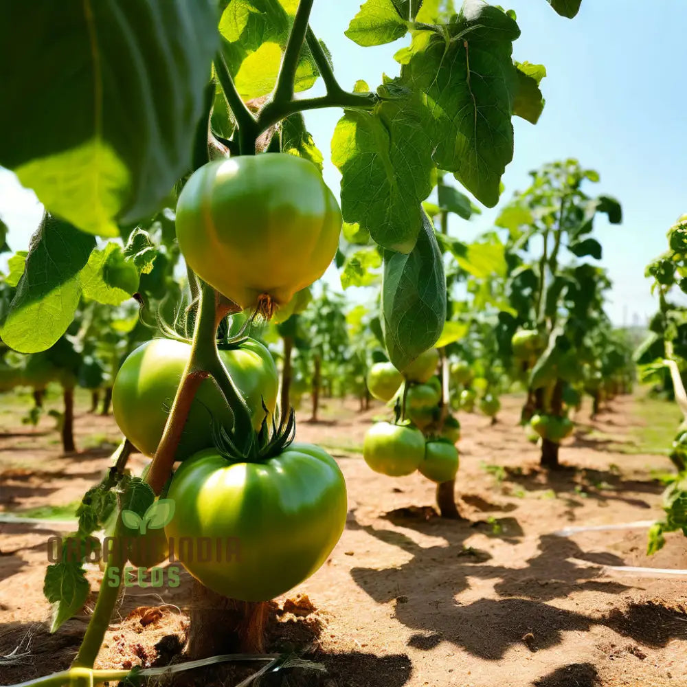 Premium Tomato Seeds Grow Your Own Delicious Harvest With High-Quality For Planting Nightshades