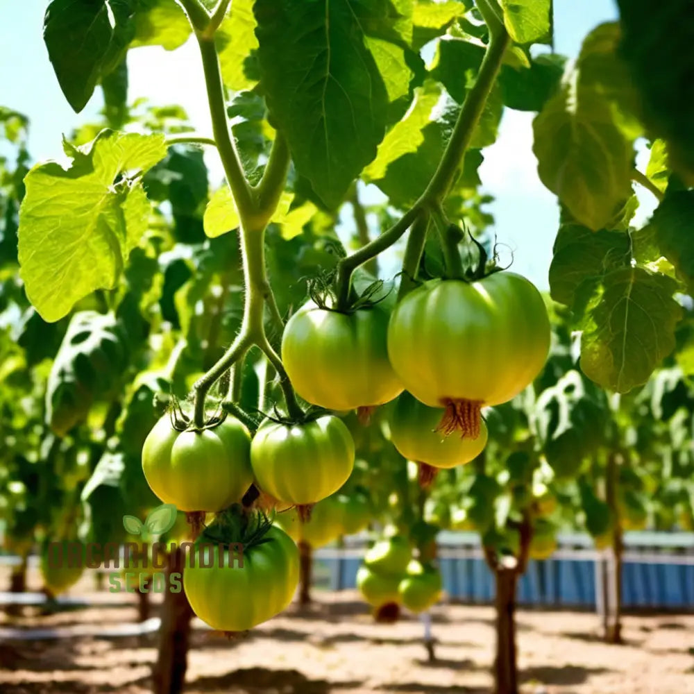 Premium Tomato Seeds Grow Your Own Delicious Harvest With High-Quality For Planting Nightshades