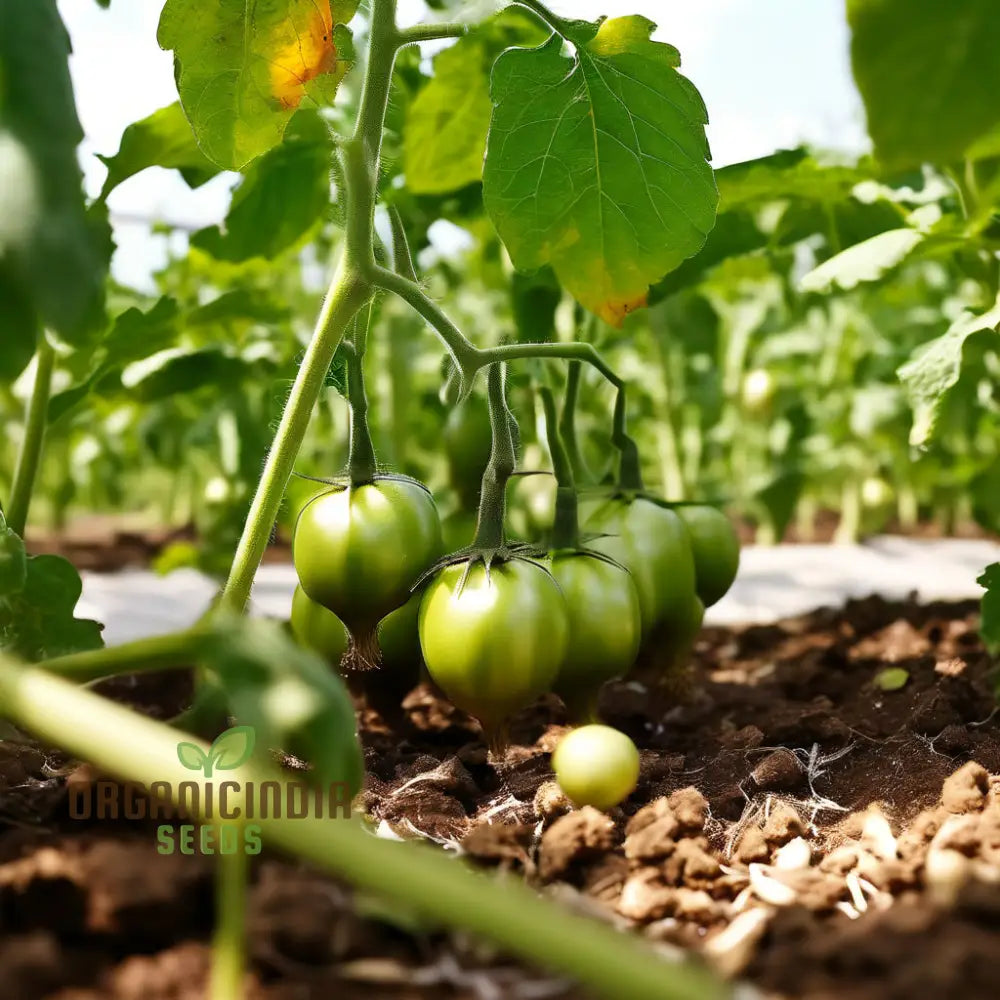 Premium Tomato Seeds Grow Your Own Delicious Harvest With High-Quality For Planting Nightshades