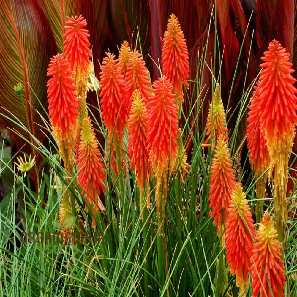 Premium Torch Lily Flower Seeds For Vibrant Gardening - Long-Lasting Blooms Your Garden Oasis