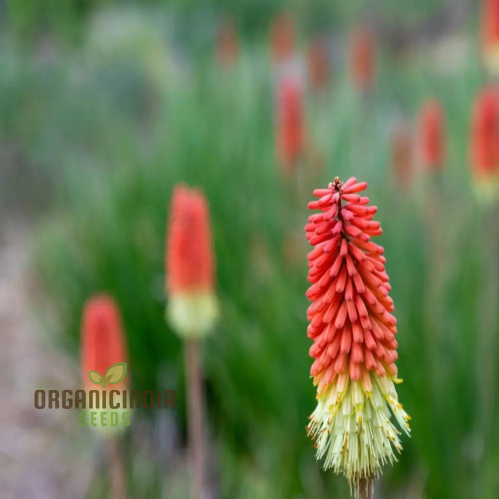 Premium Torch Lily Flower Seeds For Vibrant Gardening - Long-Lasting Blooms Your Garden Oasis