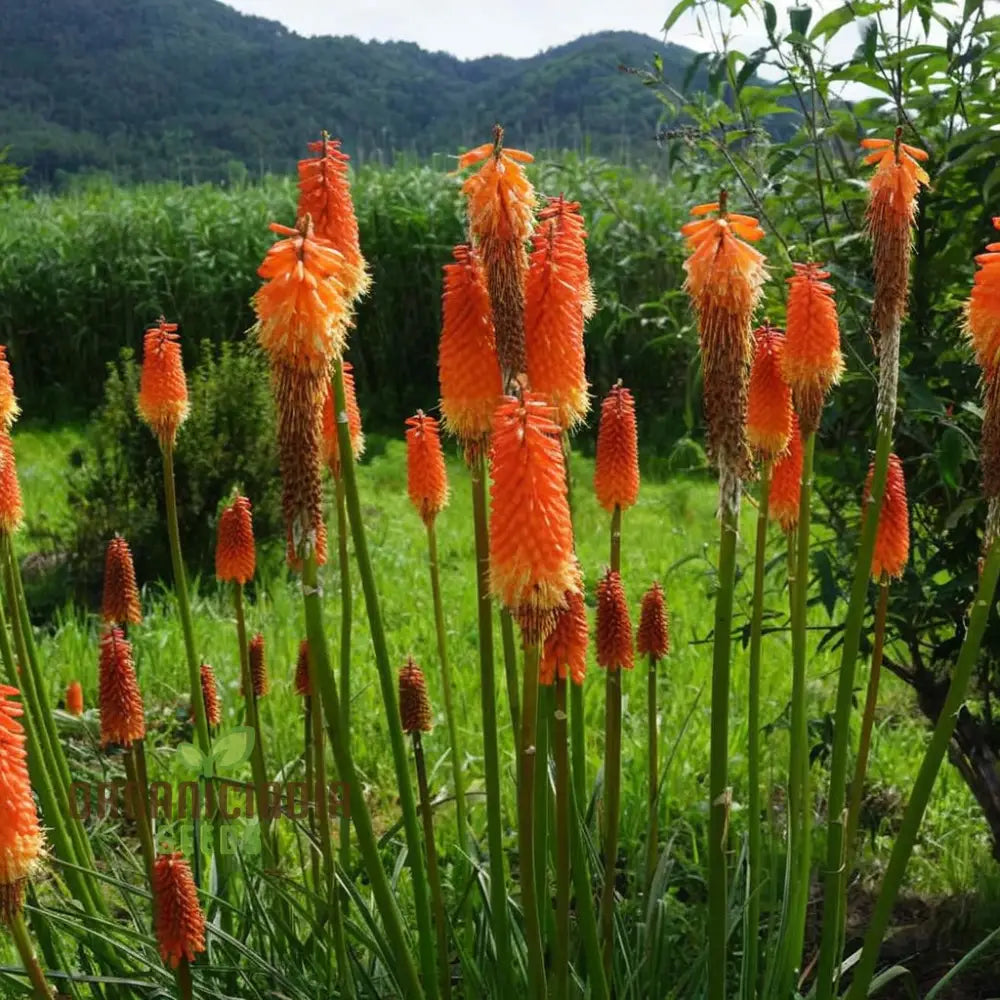 Premium Torch Lily Flower Seeds For Vibrant Gardening - Long-Lasting Blooms Your Garden Oasis