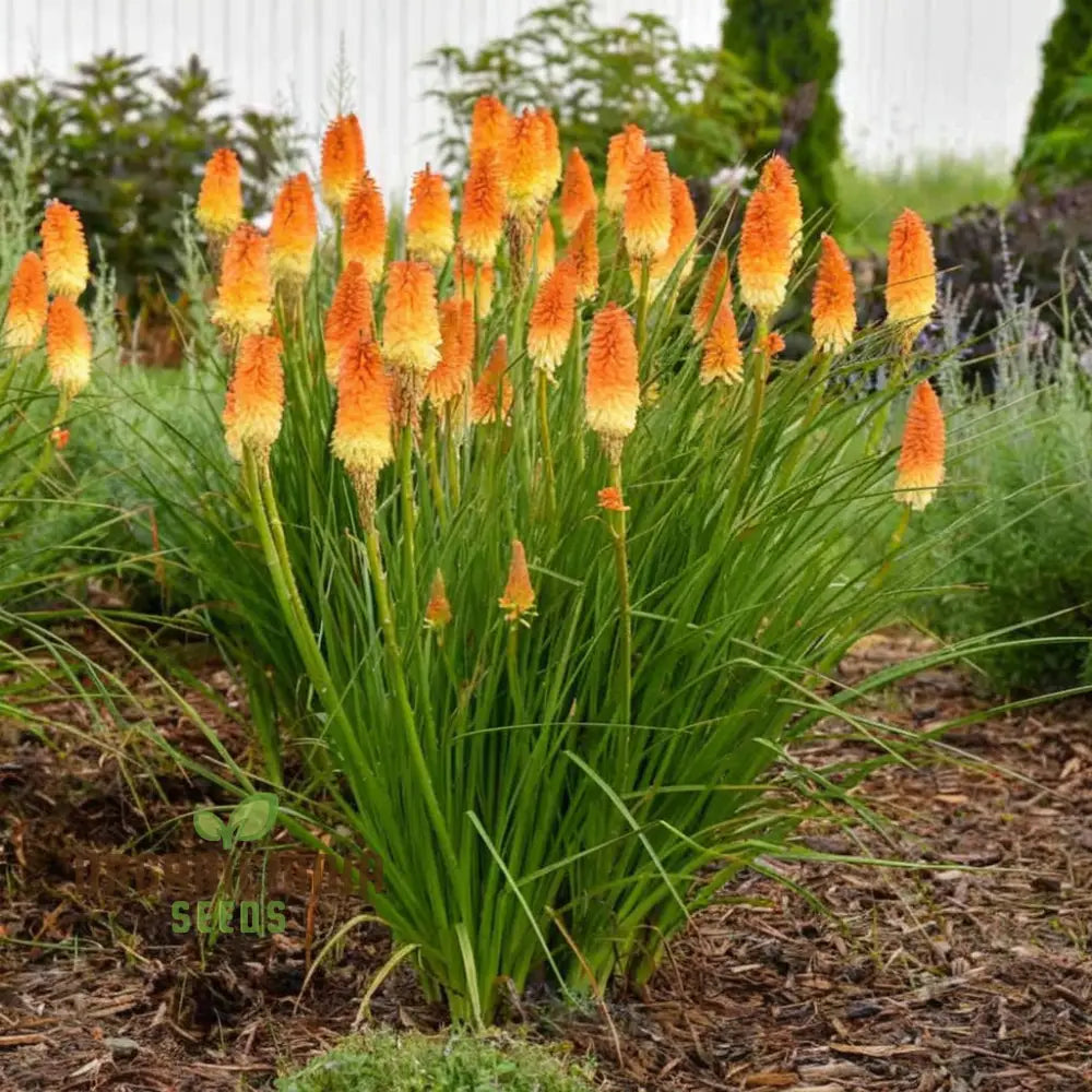 Premium Torch Lily Flower Seeds For Vibrant Gardening - Long-Lasting Blooms Your Garden Oasis