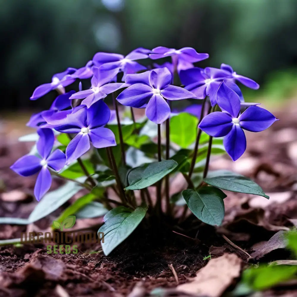 Premium Vince Minor Ground Cover Seeds - Robust And Rapid Spreading Periwinkle For Lush Landscapes