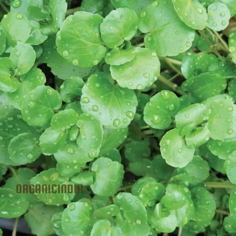 Premium Watercress Vegetable Seeds Fast-Growing Non-Gmo High-Yield Garden