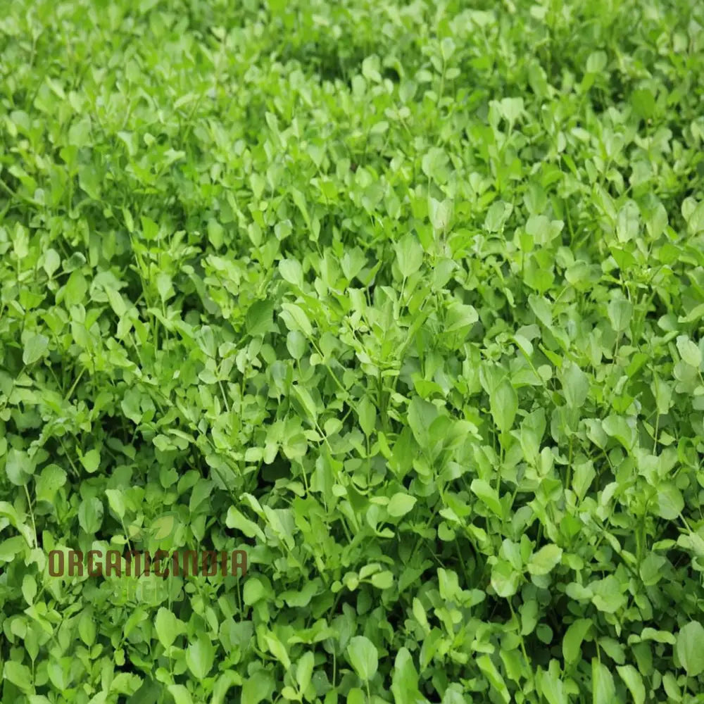 Premium Watercress Vegetable Seeds Fast-Growing Non-Gmo High-Yield Garden