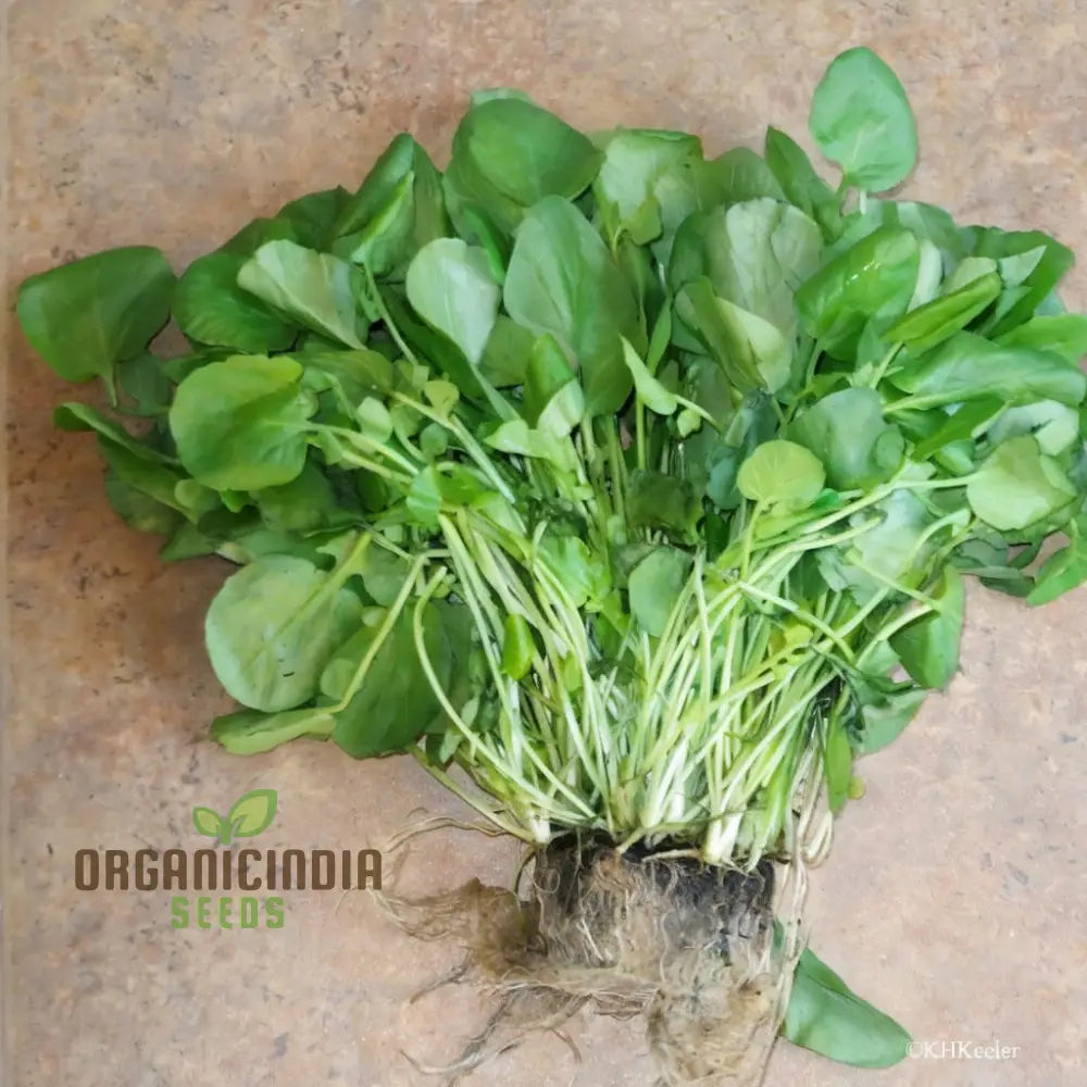 Premium Watercress Vegetable Seeds Fast-Growing Non-Gmo High-Yield Garden