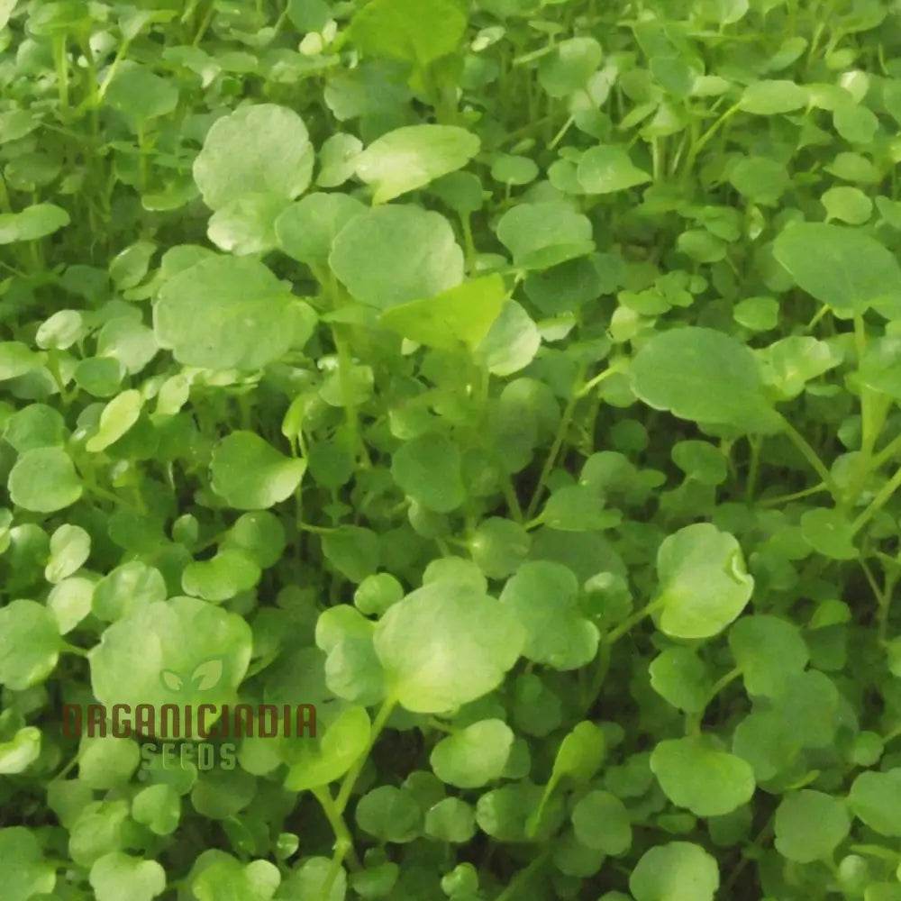 Premium Watercress Vegetable Seeds Fast-Growing Non-Gmo High-Yield Garden