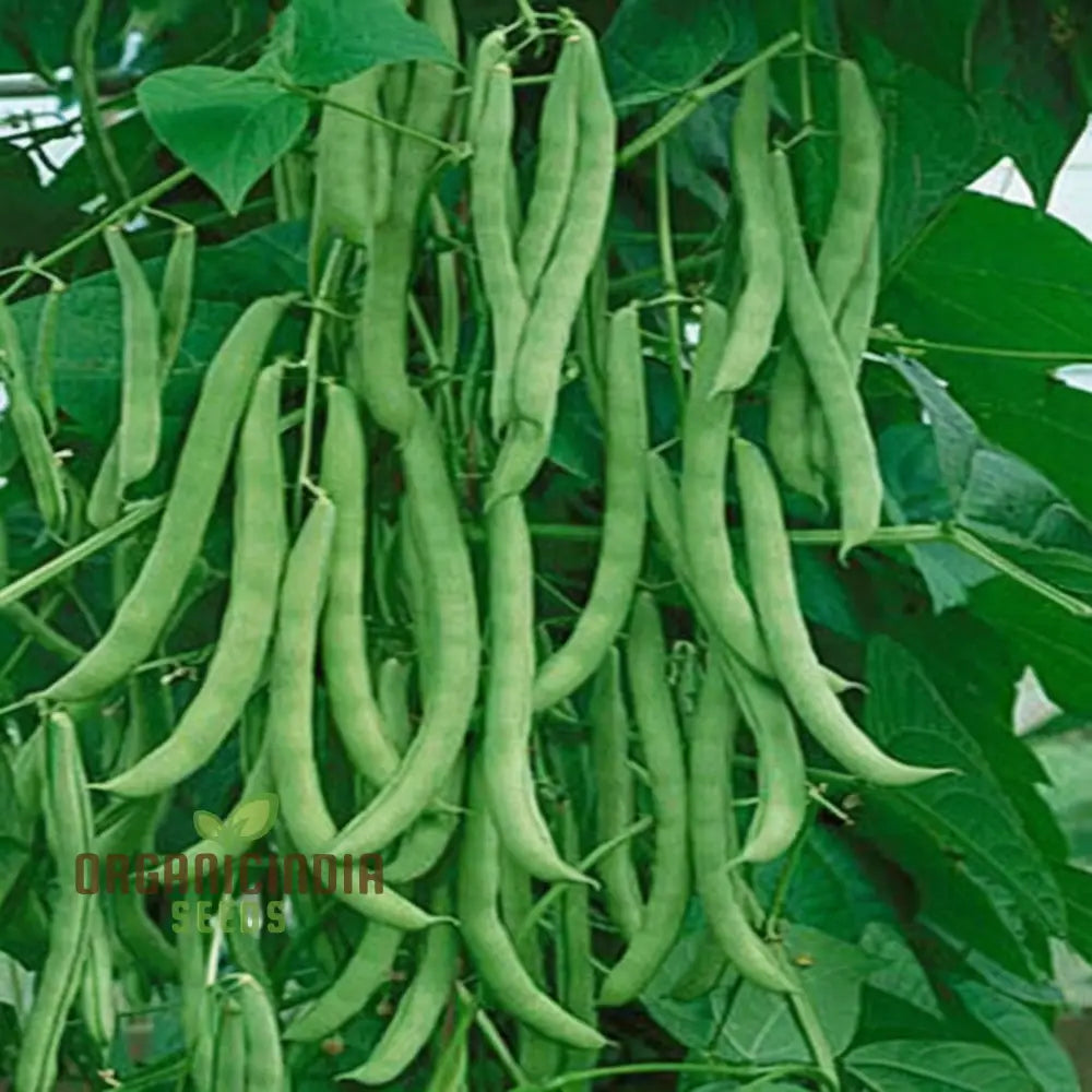 Premium White Calypso Beans Seeds Heirloom Variety For Culinary Delights And Garden Bounty Legumes