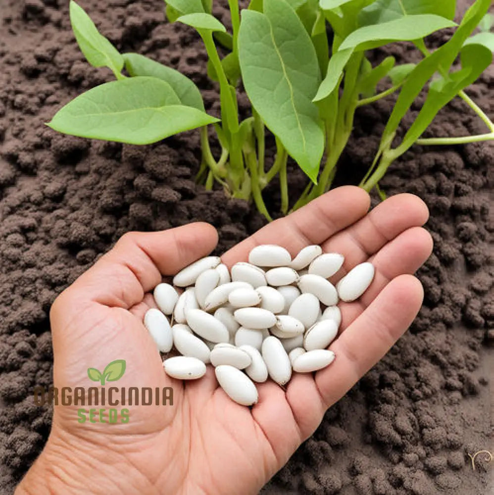 Premium White Calypso Beans Seeds Heirloom Variety For Culinary Delights And Garden Bounty Legumes