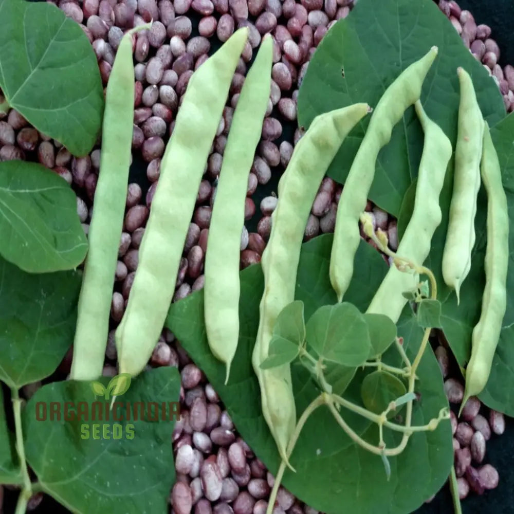 Premium White Calypso Beans Seeds Heirloom Variety For Culinary Delights And Garden Bounty Legumes