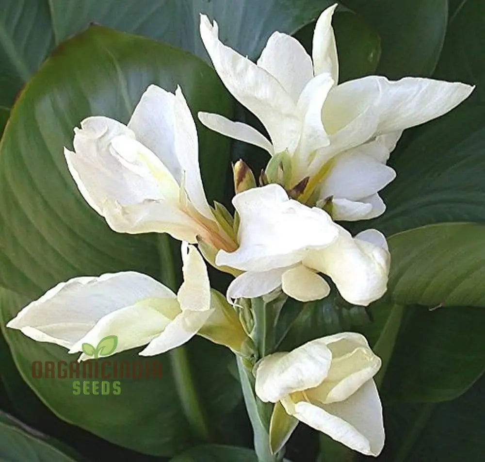 Premium White Canna Flower Seeds For Lush Gardening Grow Stunning Perennial Blooms In Your Garden