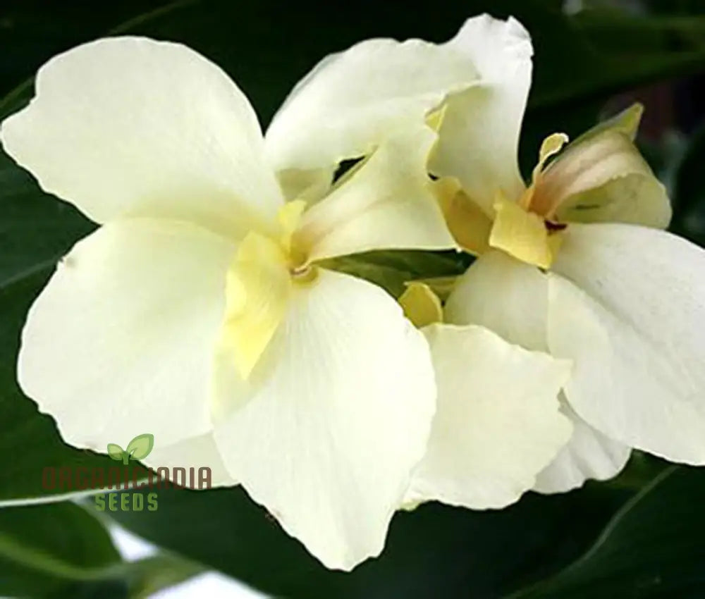 Premium White Canna Flower Seeds For Lush Gardening Grow Stunning Perennial Blooms In Your Garden