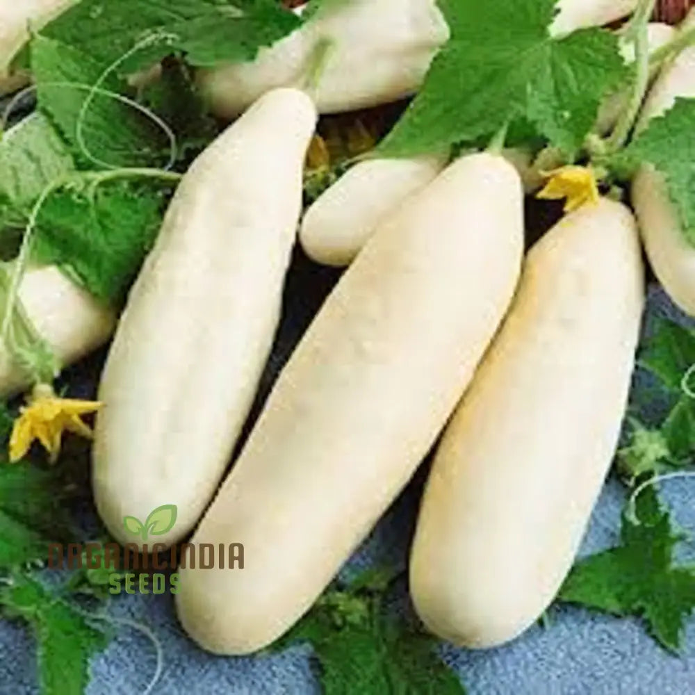 Premium White Cucumber Vegetable Seeds For Gardening Enthusiasts – Grow Your Own Delicious Cucumbers