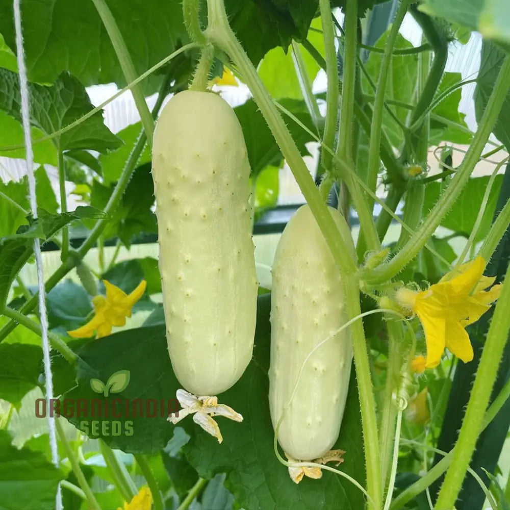 Premium White Cucumber Vegetable Seeds For Gardening Enthusiasts – Grow Your Own Delicious Cucumbers