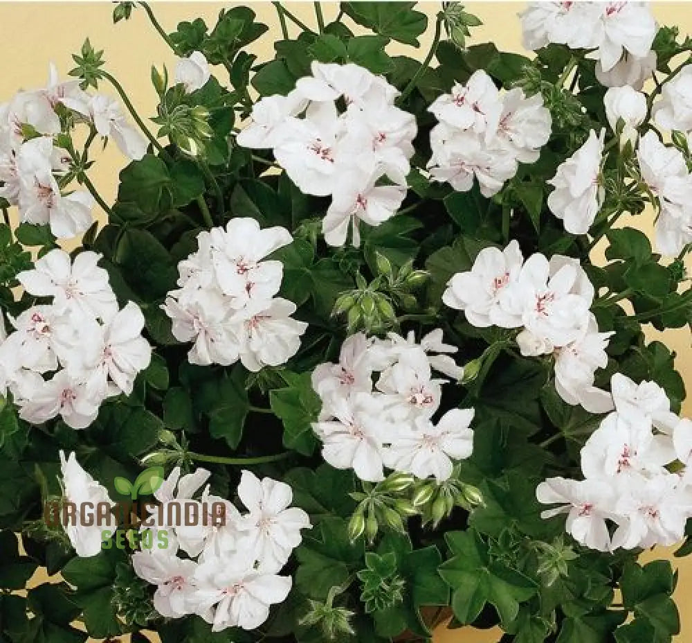 Premium White Geranium Imported Flower Seeds | High-Quality Flowering For Vibrant Gardens Perfect