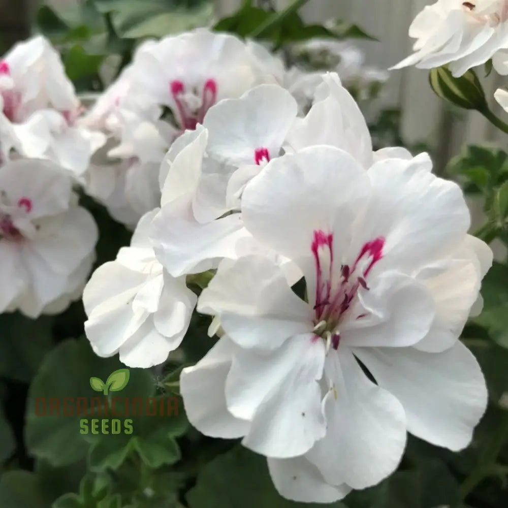 Premium White Geranium Imported Flower Seeds | High-Quality Flowering For Vibrant Gardens Perfect