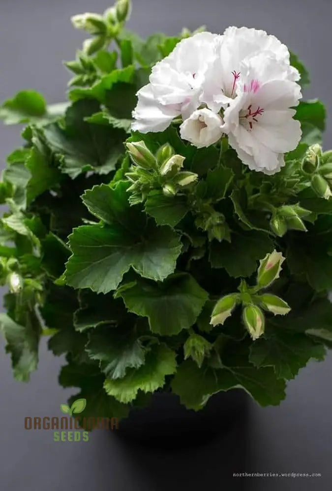 Premium White Geranium Imported Flower Seeds | High-Quality Flowering For Vibrant Gardens Perfect