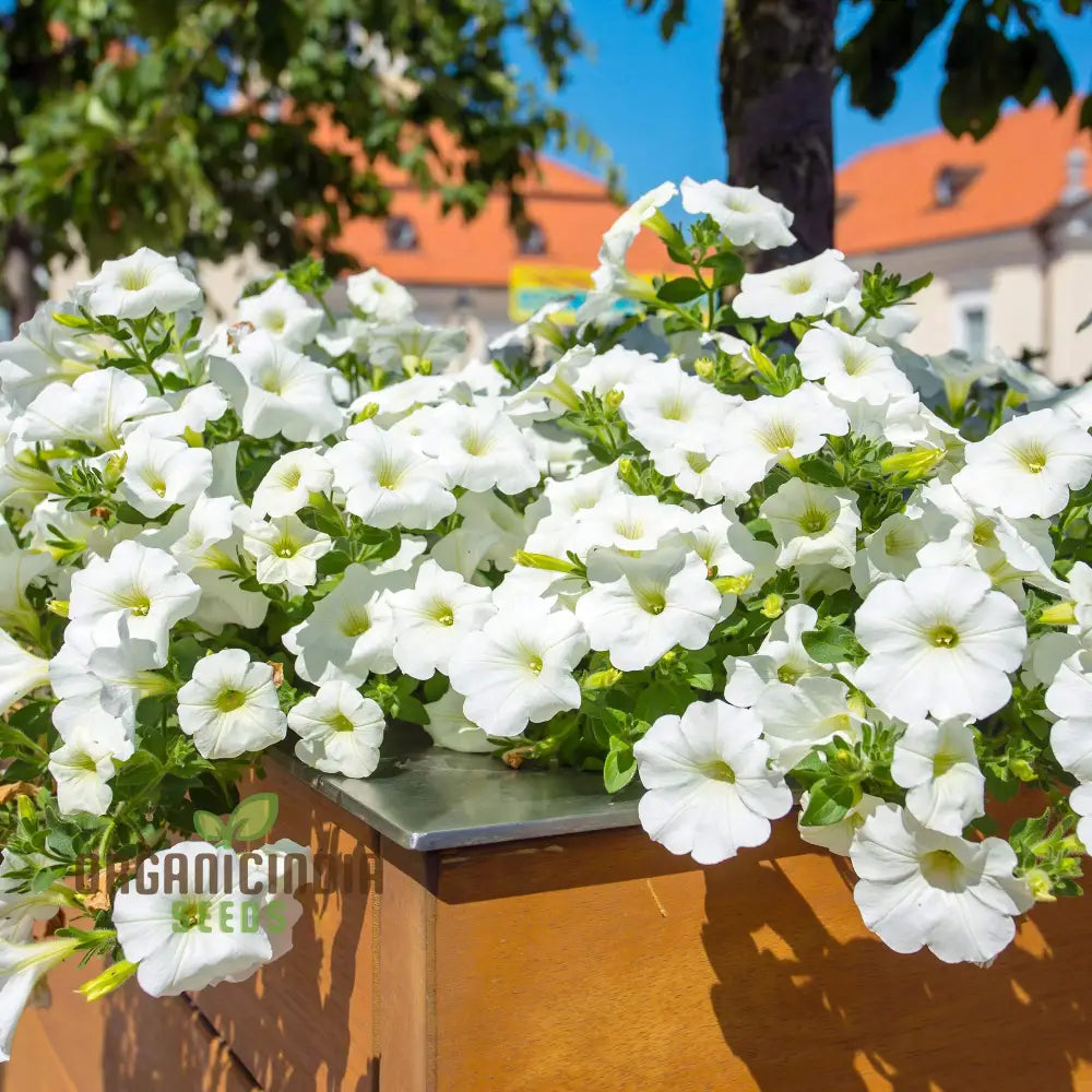 Premium White Hanging Petunia Flower Seeds: Elevate Your Garden With Gorgeous Blooms - Perfect For