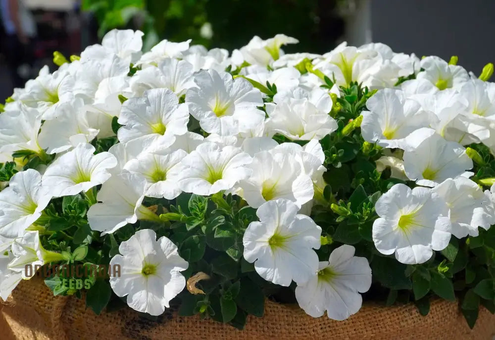 Premium White Hanging Petunia Flower Seeds: Elevate Your Garden With Gorgeous Blooms - Perfect For