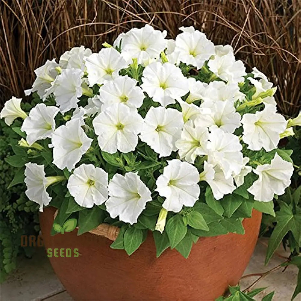 Premium White Hanging Petunia Flower Seeds: Elevate Your Garden With Gorgeous Blooms - Perfect For