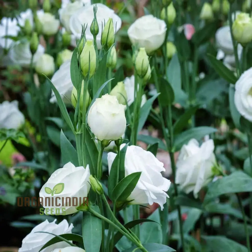 Premium White Hybrid Lisianthus Flower Seeds For Gardening - Grow Elegant Blooms In Your Garden