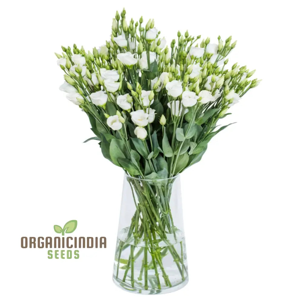 Premium White Hybrid Lisianthus Flower Seeds For Gardening - Grow Elegant Blooms In Your Garden