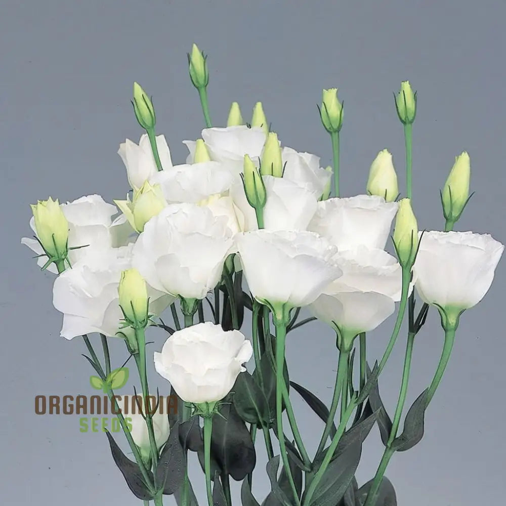 Premium White Hybrid Lisianthus Flower Seeds For Gardening - Grow Elegant Blooms In Your Garden